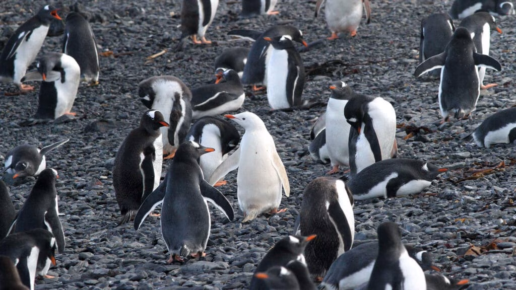 pino e luna pinguini bianchi