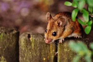 mouse, rodent, cute