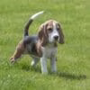 cucciolo di beagle