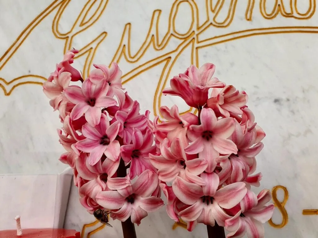 giancinti a casetta Eugenio