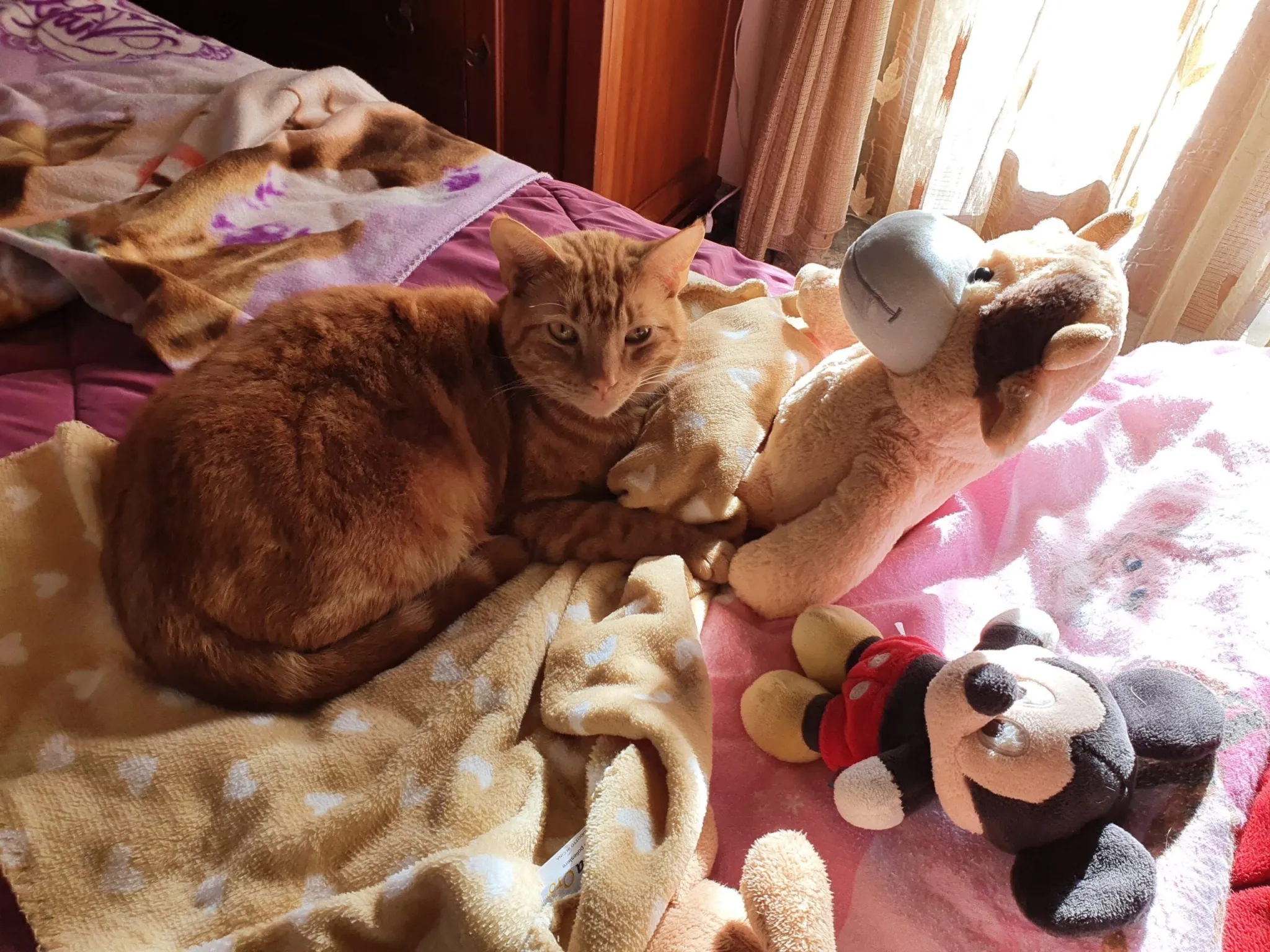 Romeo, il gatto lettore