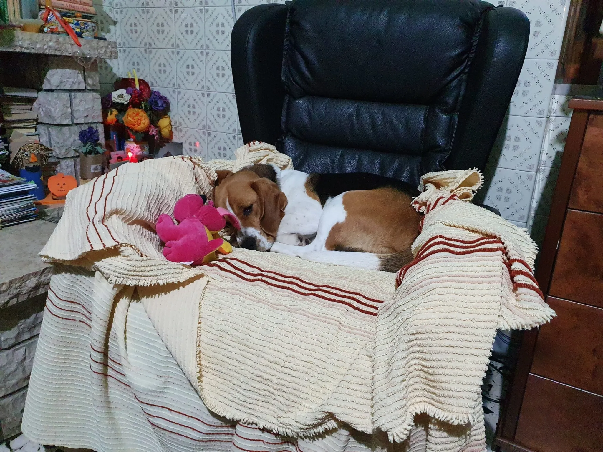 Lussy dorme sulla poltrona