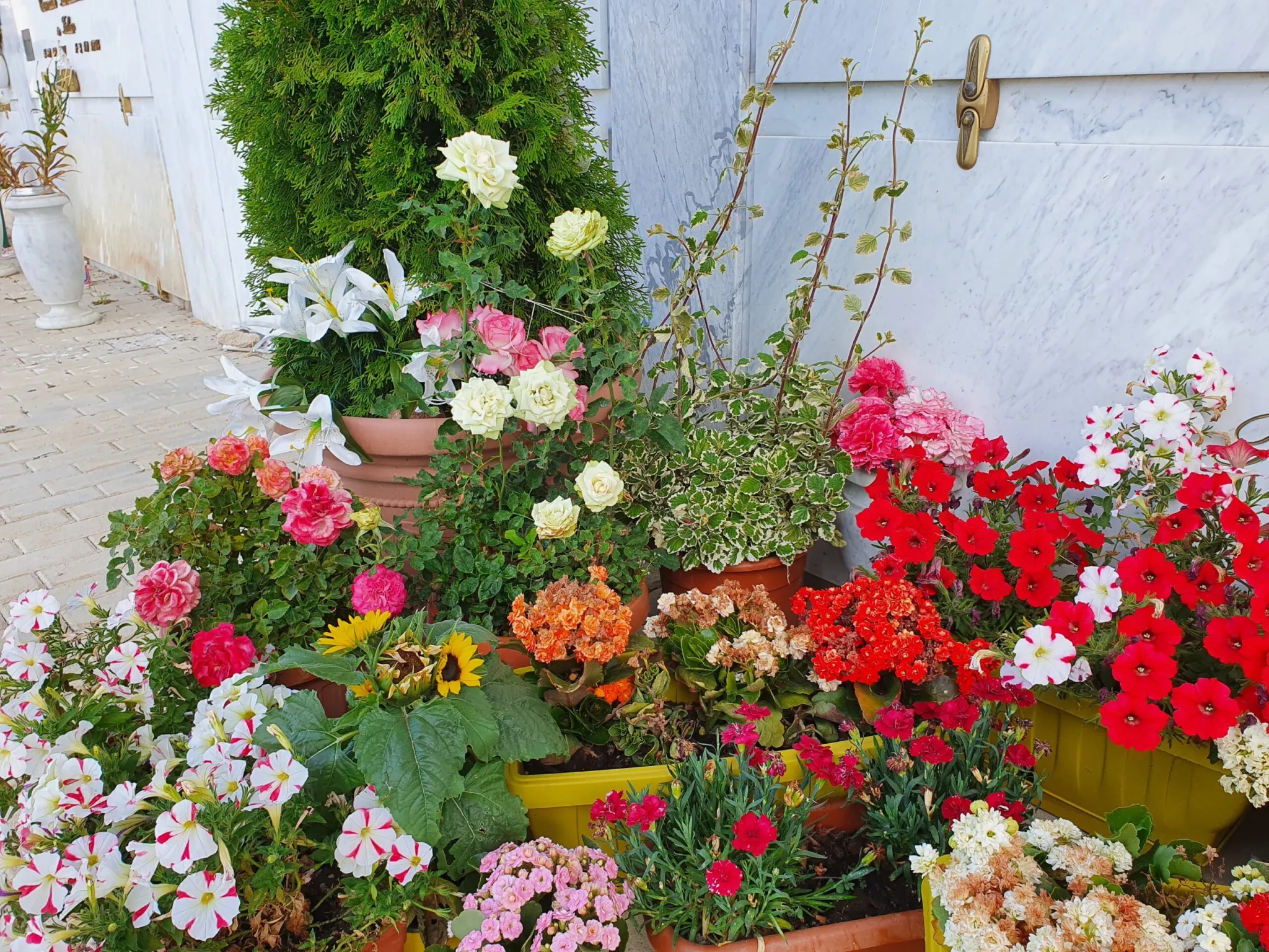 pianta incenso a casetta Eugenio
