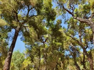 pineta di Lido del Gargano