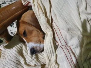 Lussy sotto le coperte 30 novembre 2021