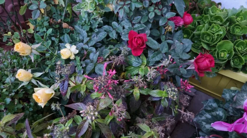 rose alla casetta eterna di Eugenio