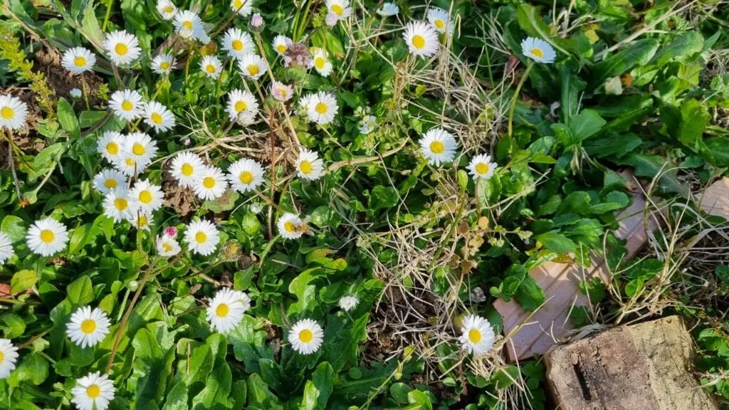 preghierina del 20 gennaio 2026