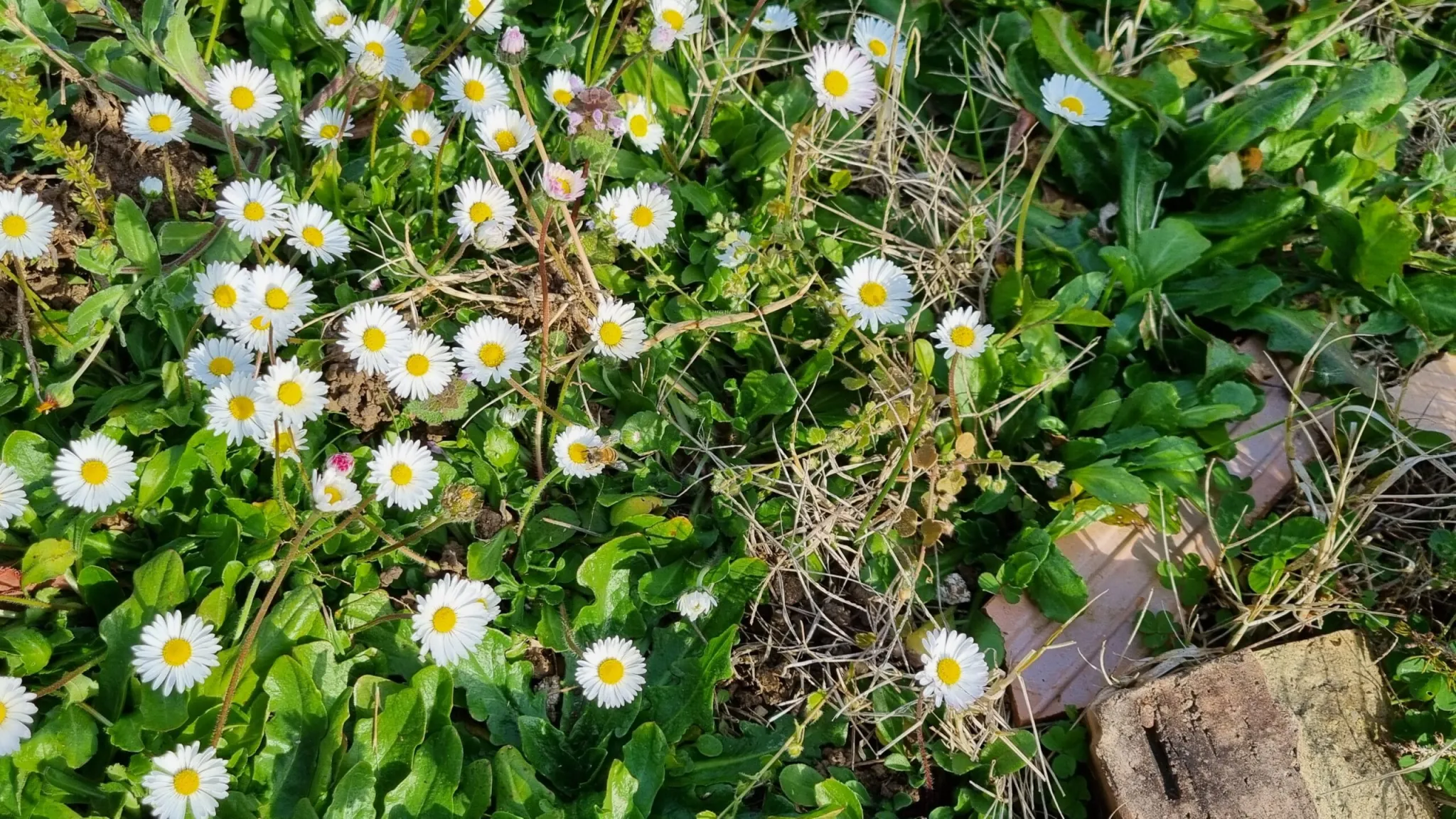 Diffondere la Sua gioia nel mondo