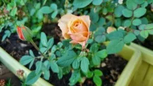 rosa arancio a casetta di Eugenio