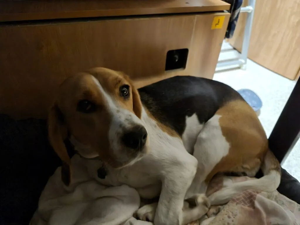 Lussy sotto la dinette