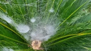 ragnatele mattutine nella cicas