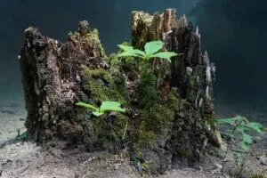 tree stump, live new, tree