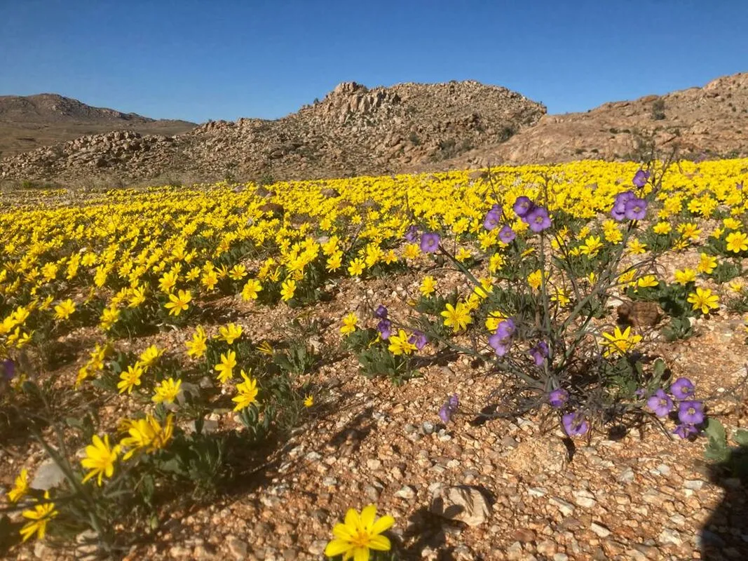 23 08 28 flowers desert horse inn 02 max1200x800