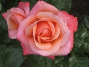 rosa