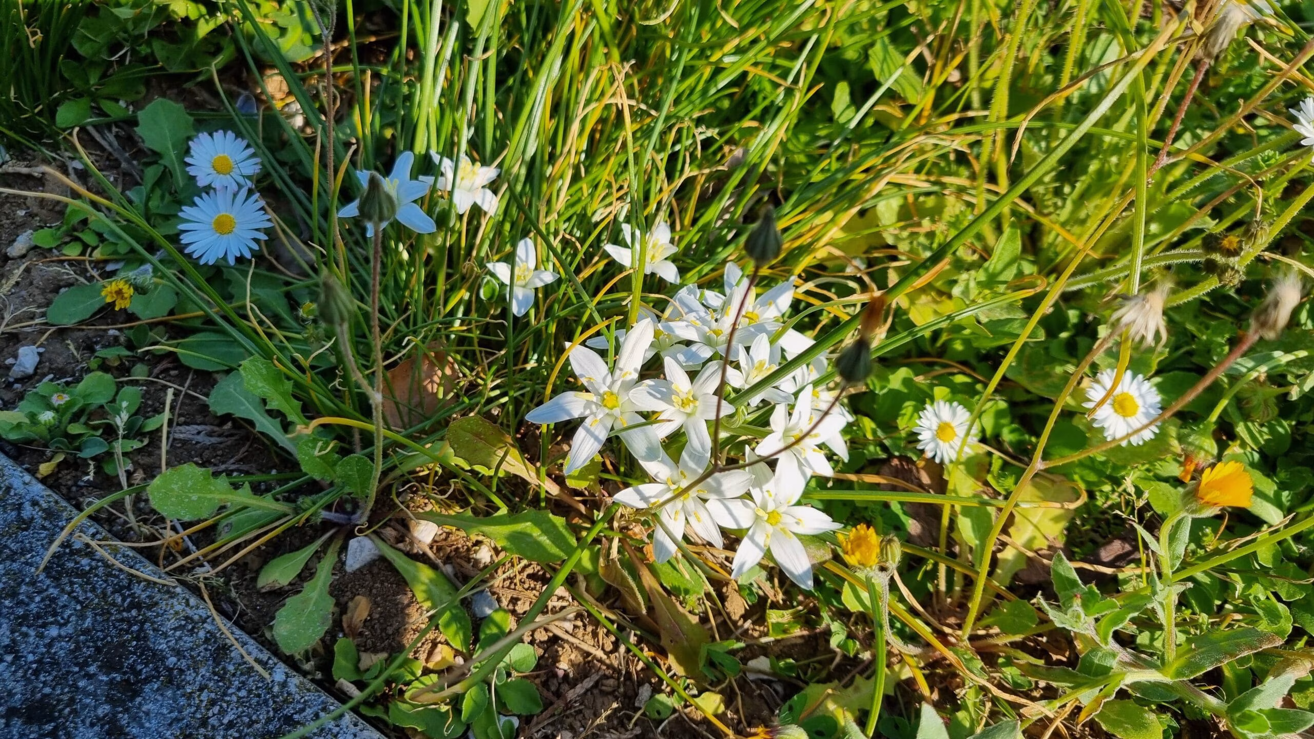 fiori a casetta di Eugenio
