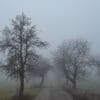 nebbia in campagna