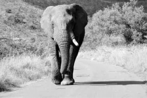 african elephant, bull, walking