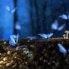fantasy, butterflies, mushrooms