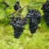 grapes, blue grapes, vineyard, grappoli di uva