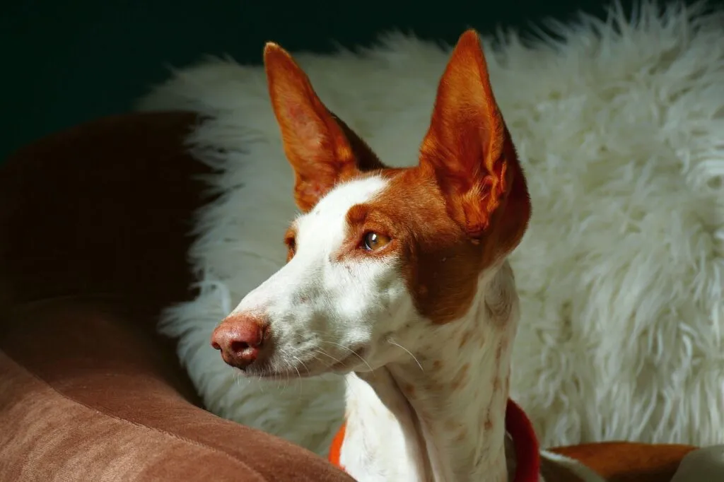 podenco, dog, domestic animal, animal, hunting dog, domestic dog, purebred dog, mammal, attention, animal portrait, nature, podenco, podenco, podenco, podenco, podenco, pet, dog
