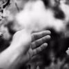 Hand reaches for blossoms in black and white.