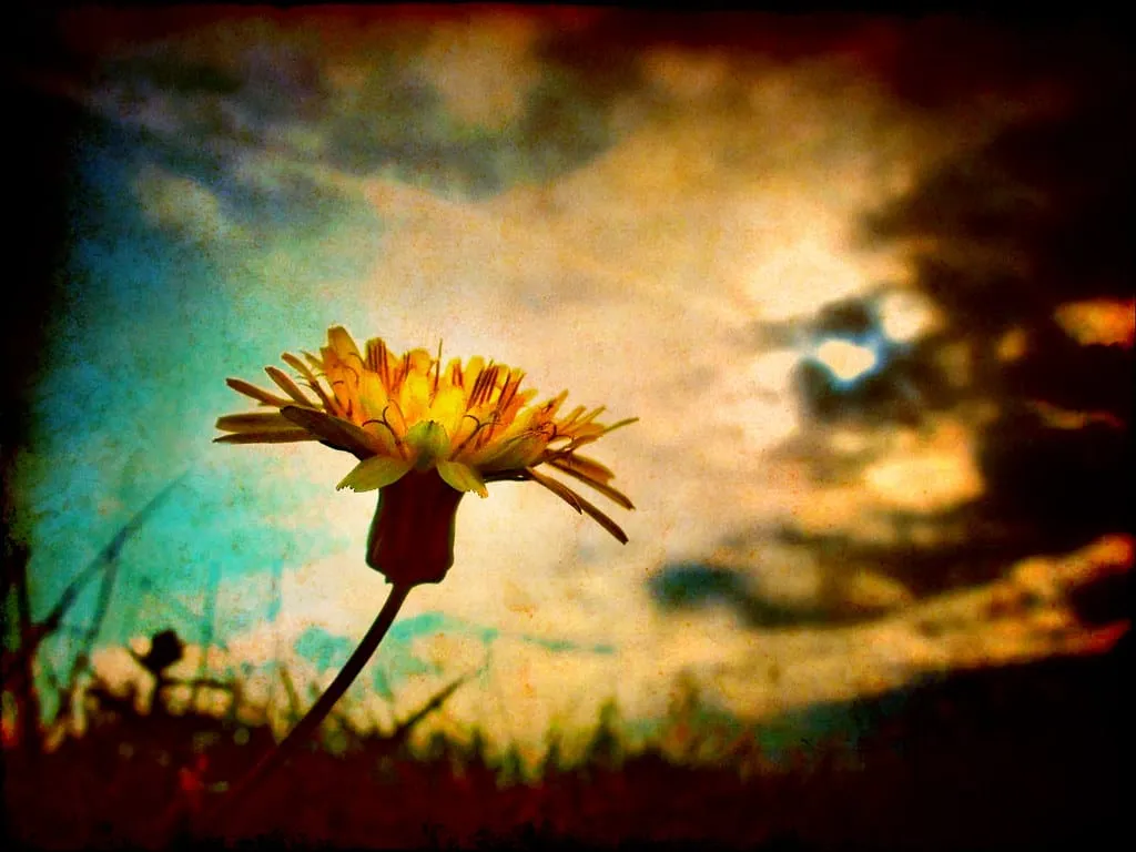 fiore al paesaggio, umiltà