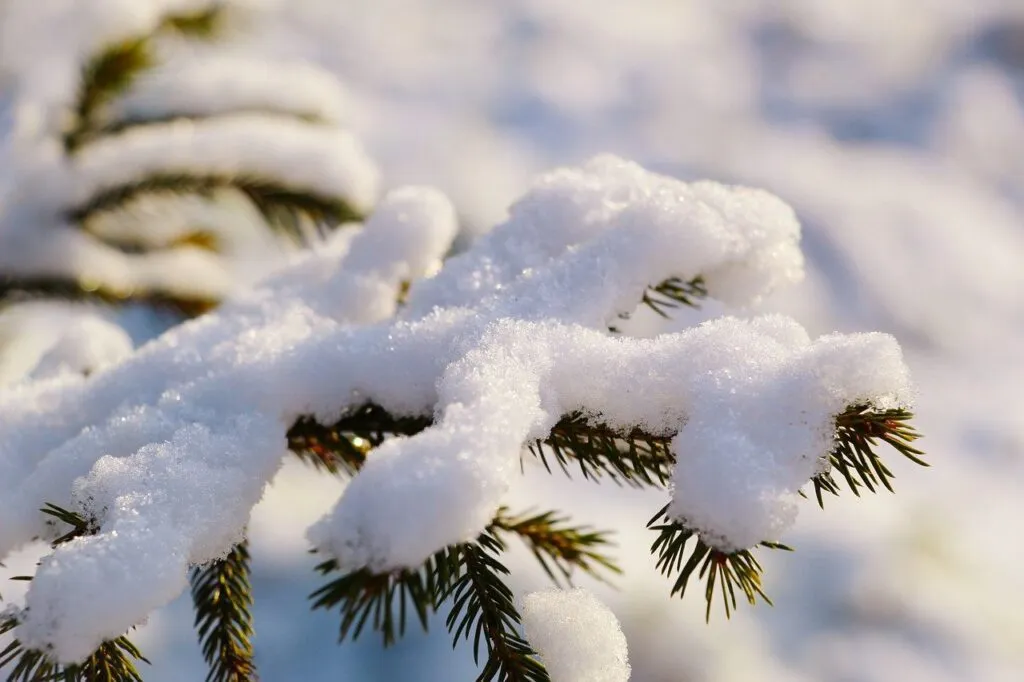 pine, sprig, frost, flora, snow, spruce, winter, snow, snow, snow, snow, snow, nature, winter, neve, freddo