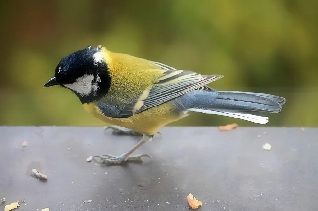 bird, great tit, songbird, nature, window sill, plumage, uccellino sul davanzale