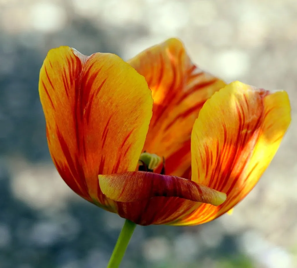 preghierina del 2 maggio 2023 