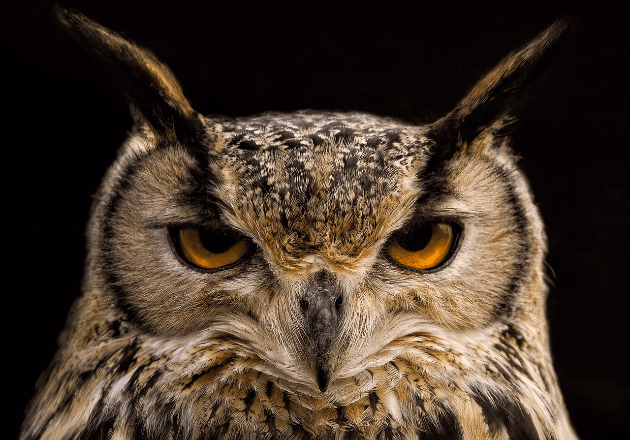 owl, eagle owl, eurasian eagle owl, owl owl, bird, animal, bird of prey, raptor, predator, feathers, plumage, avian, hunter, beak, nature, wildlife, ornithology, owl, owl, owl, owl, owl