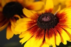 fiore giallo