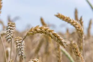 soft wheat, seed wheat, bread wheat, wheat, grain, grass, food, flora, plant, growth, nature, wheat, wheat, wheat, wheat, wheat, grain