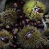 castagne