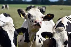 cow, cattle, nature, animal, mammal, meadow, pasture, breeding, milk, milk, milk, milk, milk, milk