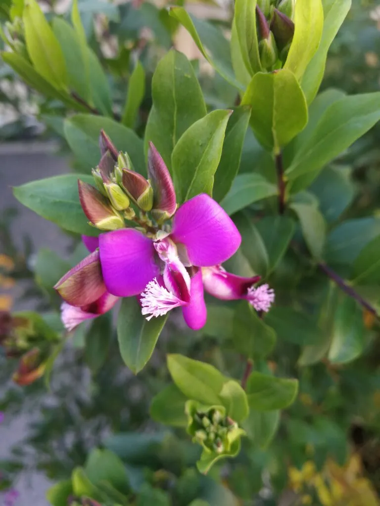 un fiore a OPBG