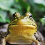 closeup photography of a frog