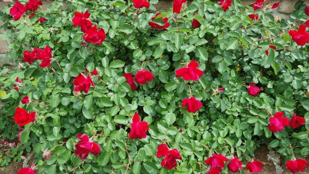 preghierina del 22 maggio 2024