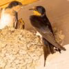 barn swallow, swallow nest, swallow feeding, rondine e passero