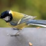 bird, great tit, songbird, nature, window sill, plumage, uccellino sul davanzale
