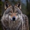 wolf, eurasian wolf, common wolf, lupo