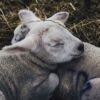 two gray sheep lying on hay