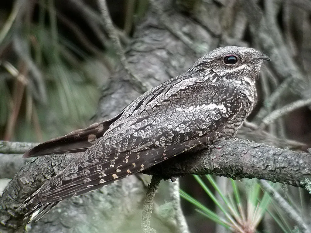 Il caurabesul che gridava nel bosco