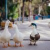 white duck on brown wooden floor