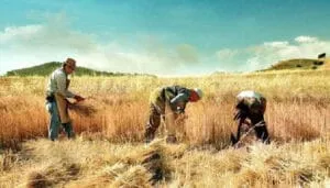 contadini lavorano il grano