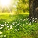 flowers, meadow, sunlight