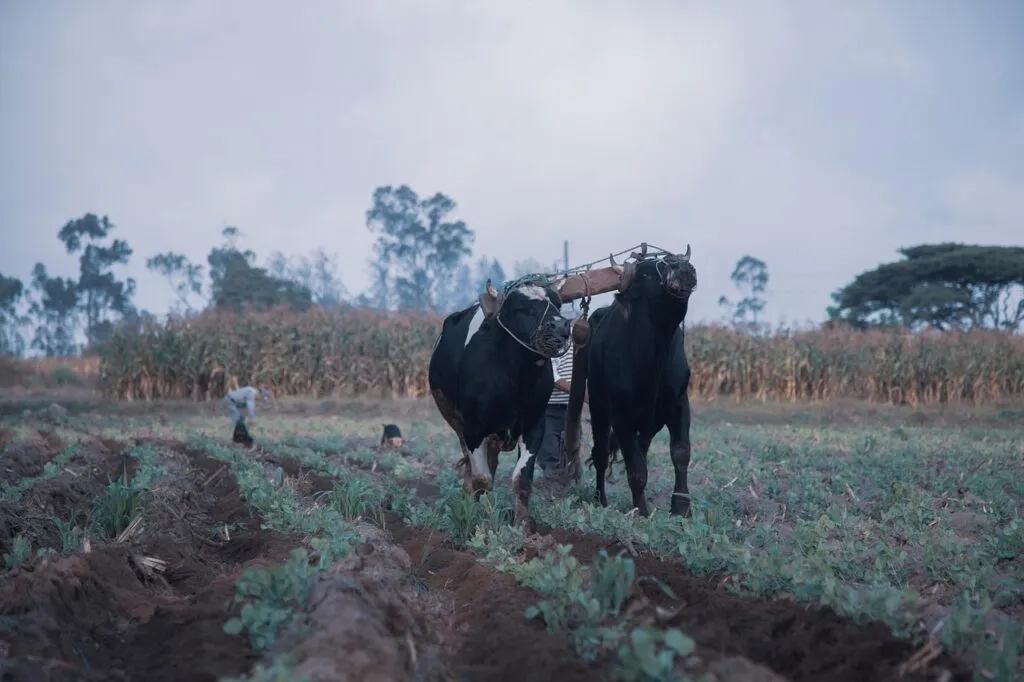yoke, oxen, planting, farm, livestock, species, fauna, yoke, yoke, yoke, yoke, yoke, oxen, oxen, oxen, oxen