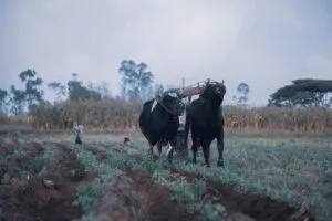 yoke, oxen, planting, farm, livestock, species, fauna, yoke, yoke, yoke, yoke, yoke, oxen, oxen, oxen, oxen
