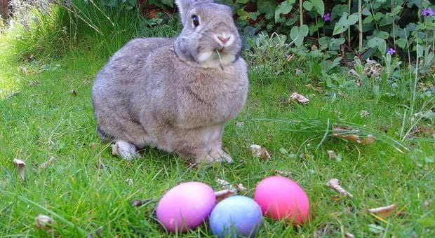 Il coniglietto di Pasqua del Re