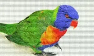 loretta la lorichetta