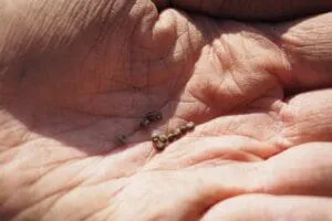 mano con granelli di senape